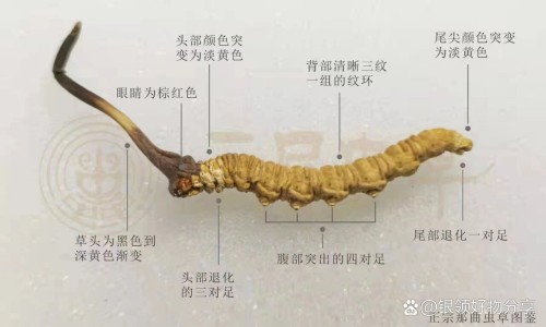 呢度的功效网-分享被诈骗报案材料怎么写样本，乙肝患者可以吃茄子吗知识库